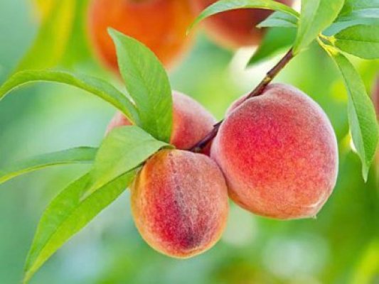 Criză în sectorul fructelor